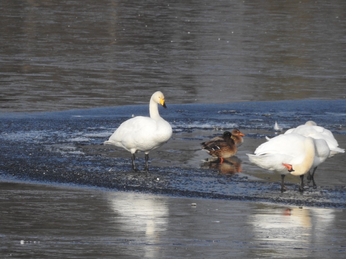 Cisne Cantor - ML645495679