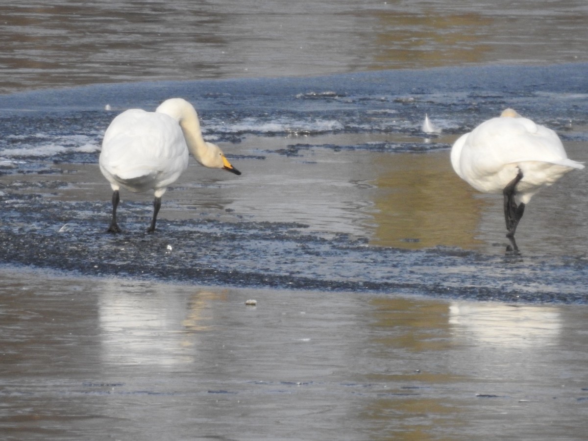 Cisne Cantor - ML645495680