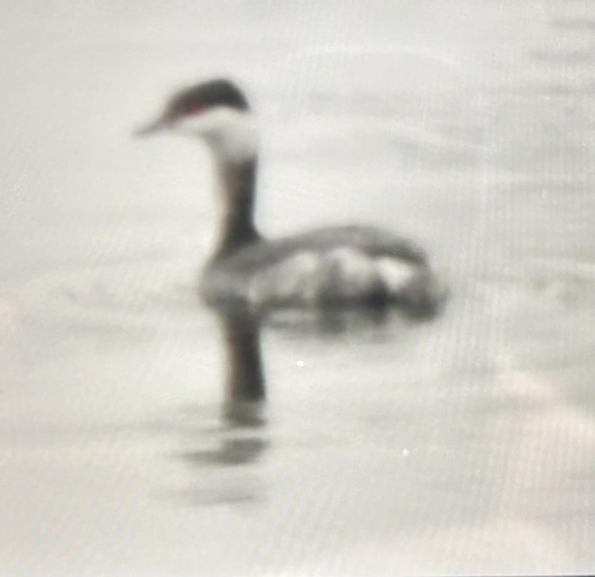 Красношейная поганка - ML645495681