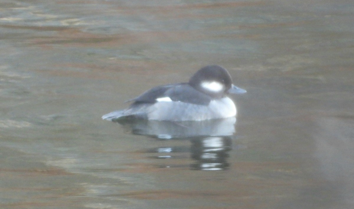 Porrón Albeola - ML645495682