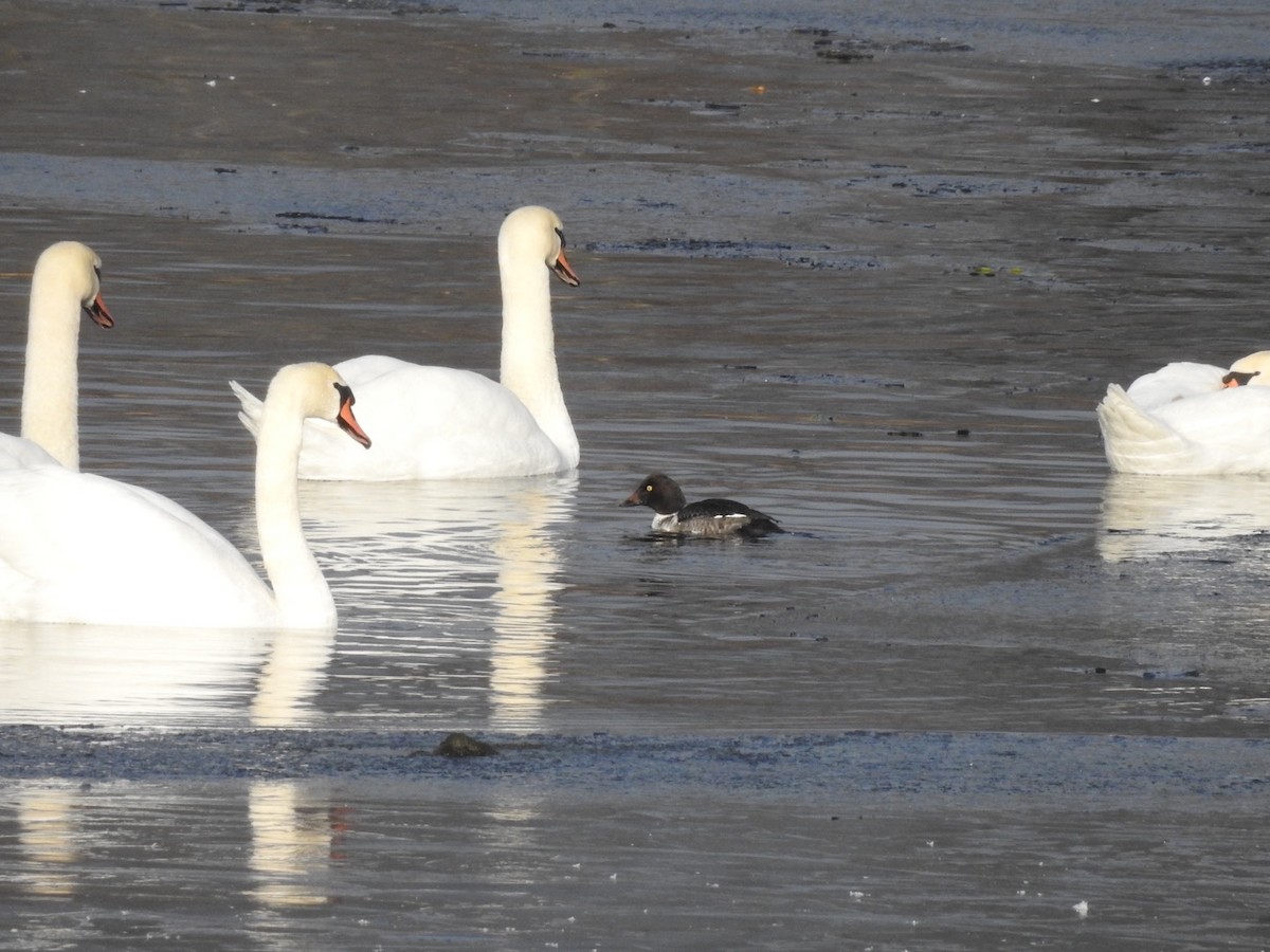 Porrón Osculado - ML645495685