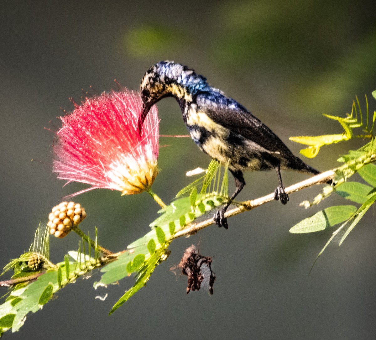 Suimanga Asiático - ML645495693