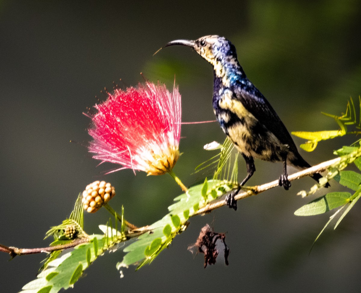 Suimanga Asiático - ML645495694