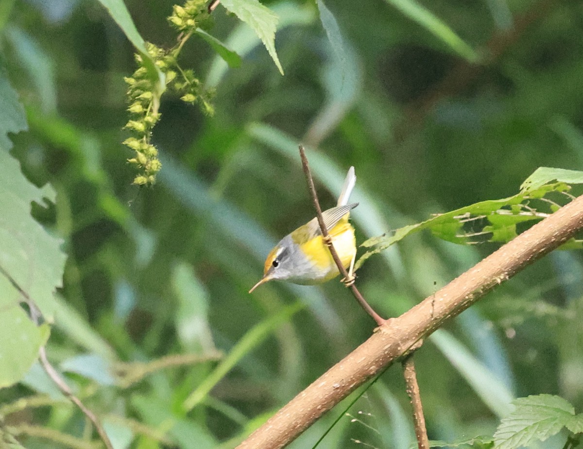 Sastrecillo Montano - ML645495695