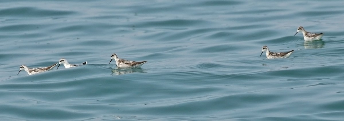 Falaropo Picofino - ML645495696