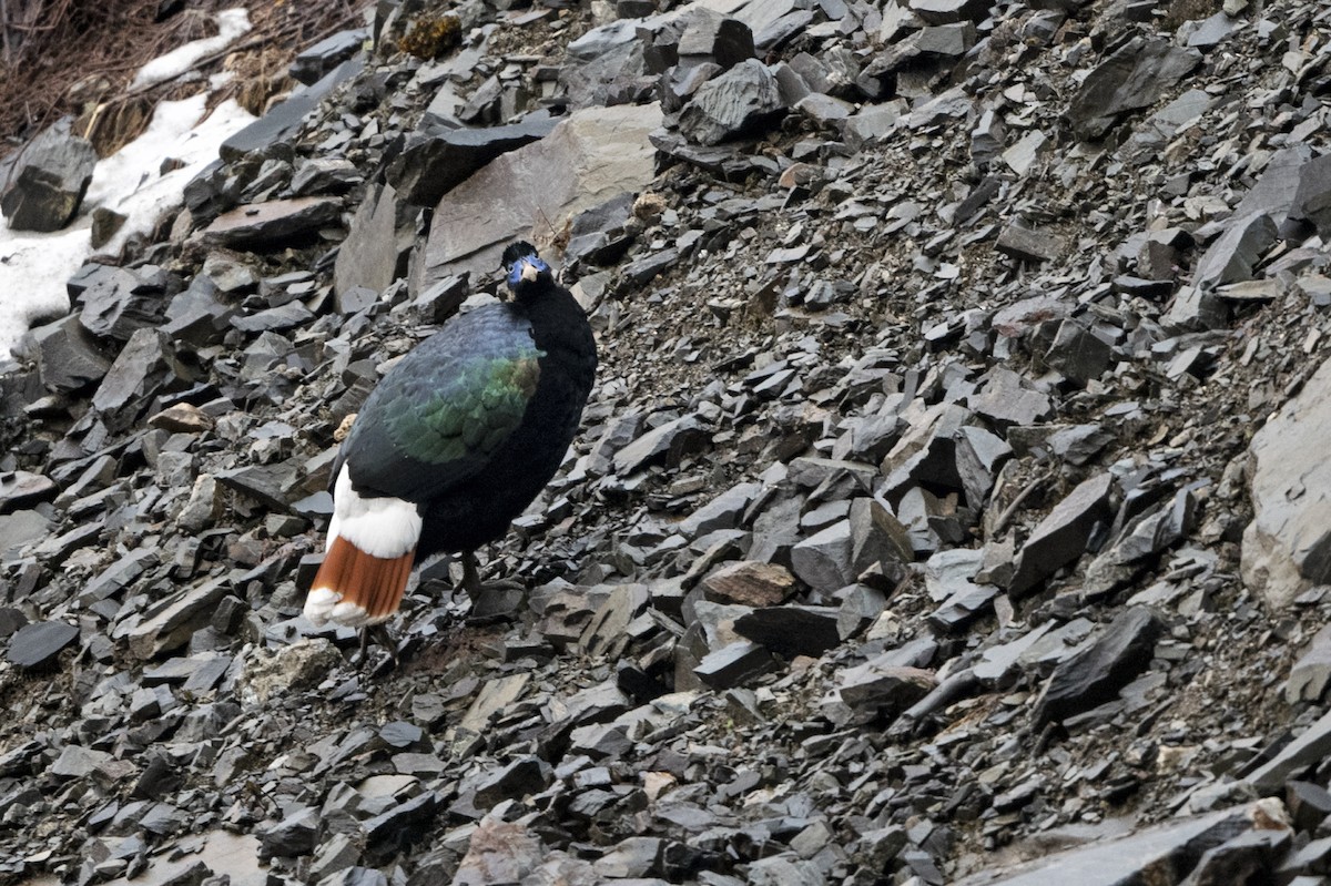 Monal Coliblanco (sclateri/orientalis) - ML645495697