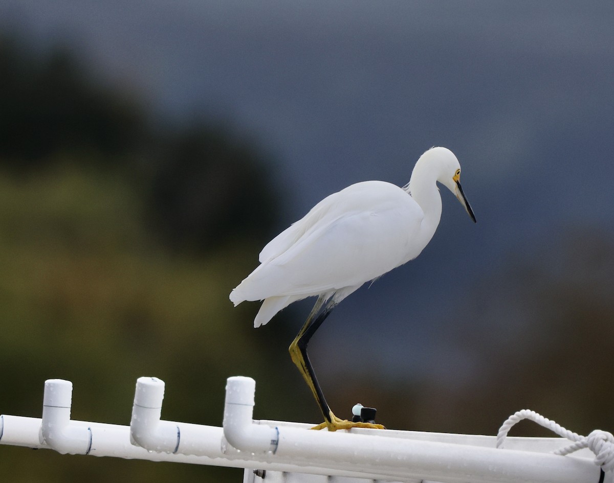 Snowy Egret - ML645495698