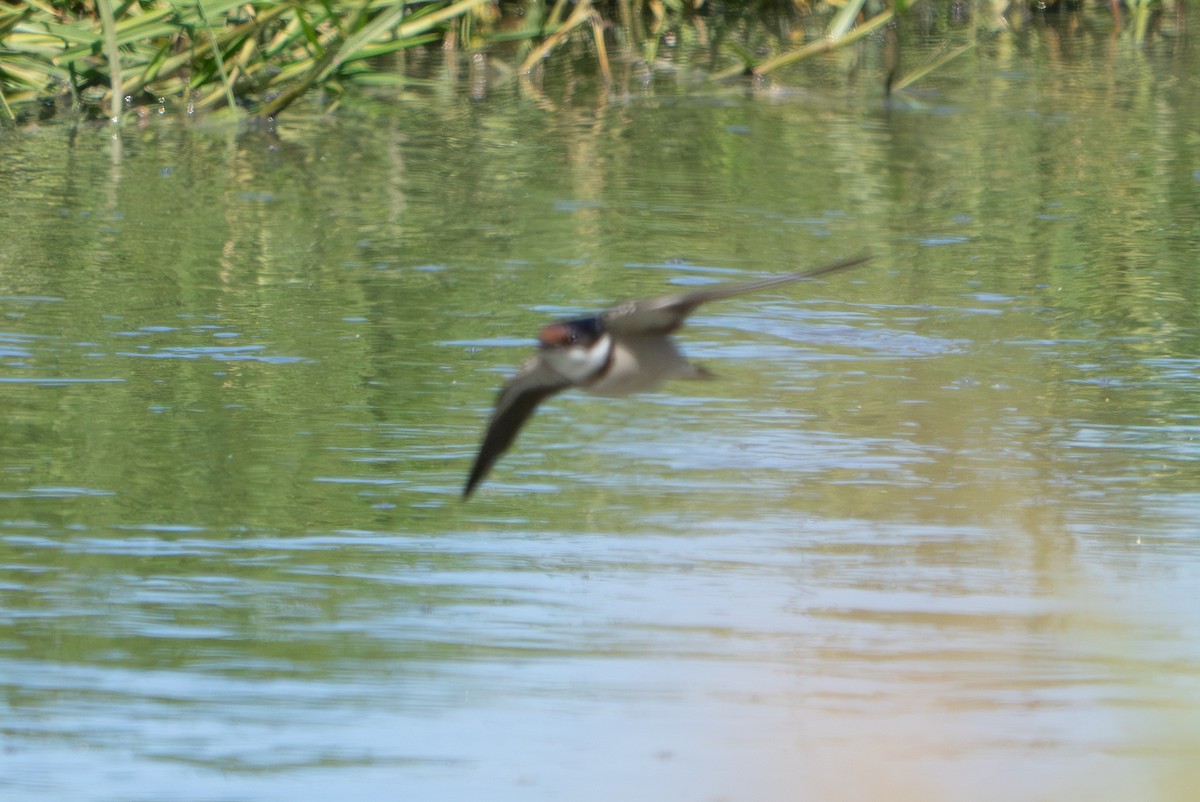 Golondrina Gorjiblanca - ML645495699