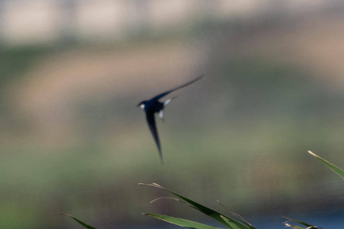 White-throated Swallow - ML645495700