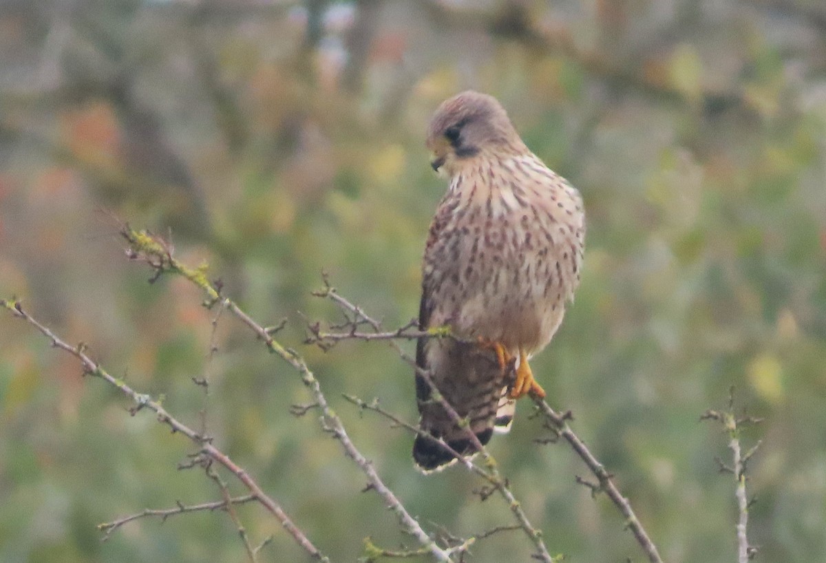 Cernícalo Vulgar - ML645495701