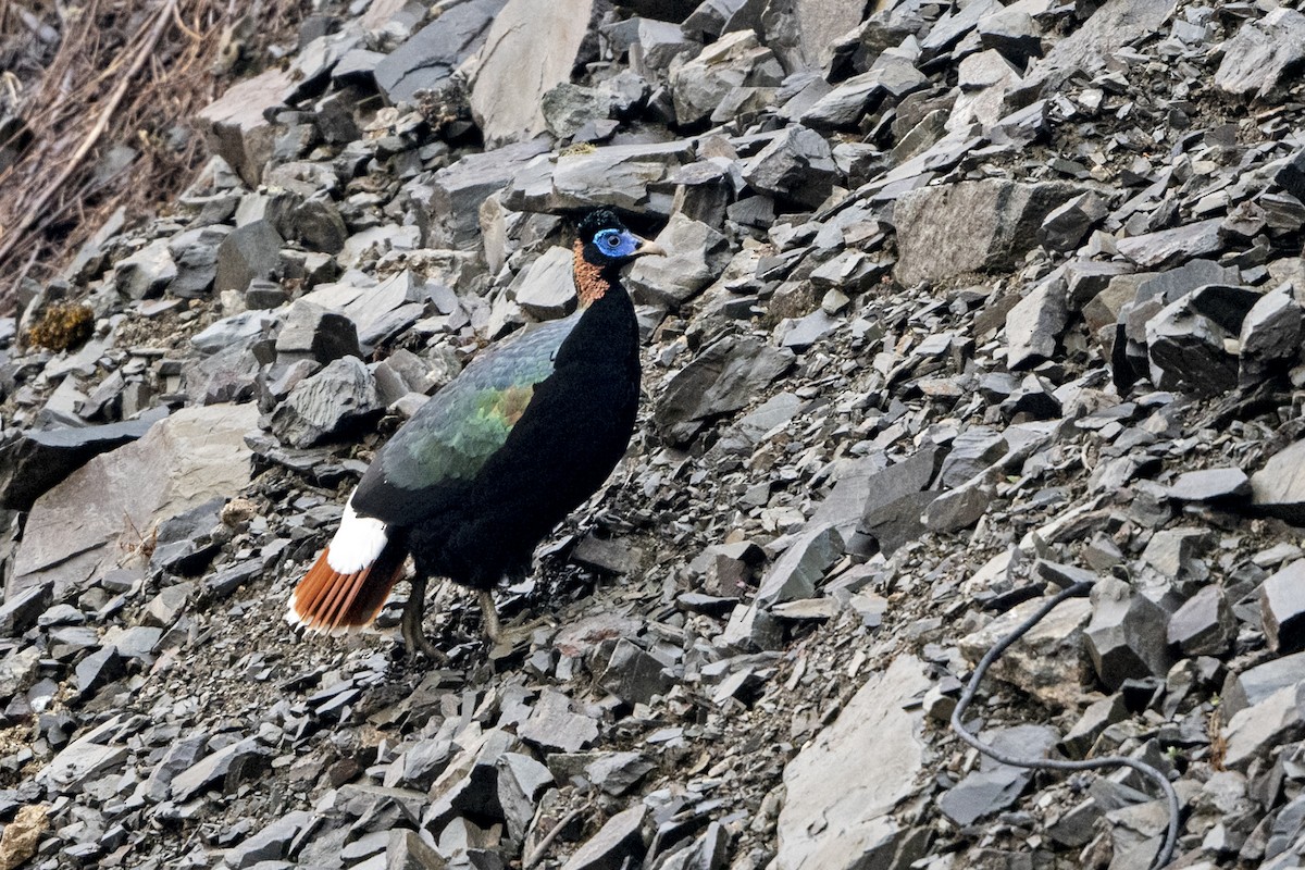 Sclater's Monal (Band-tailed) - ML645495702