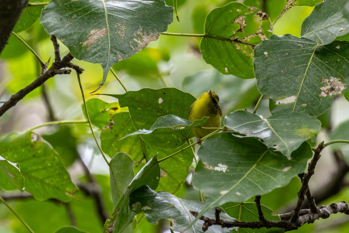 Mosquitero de Rickett - ML645495704