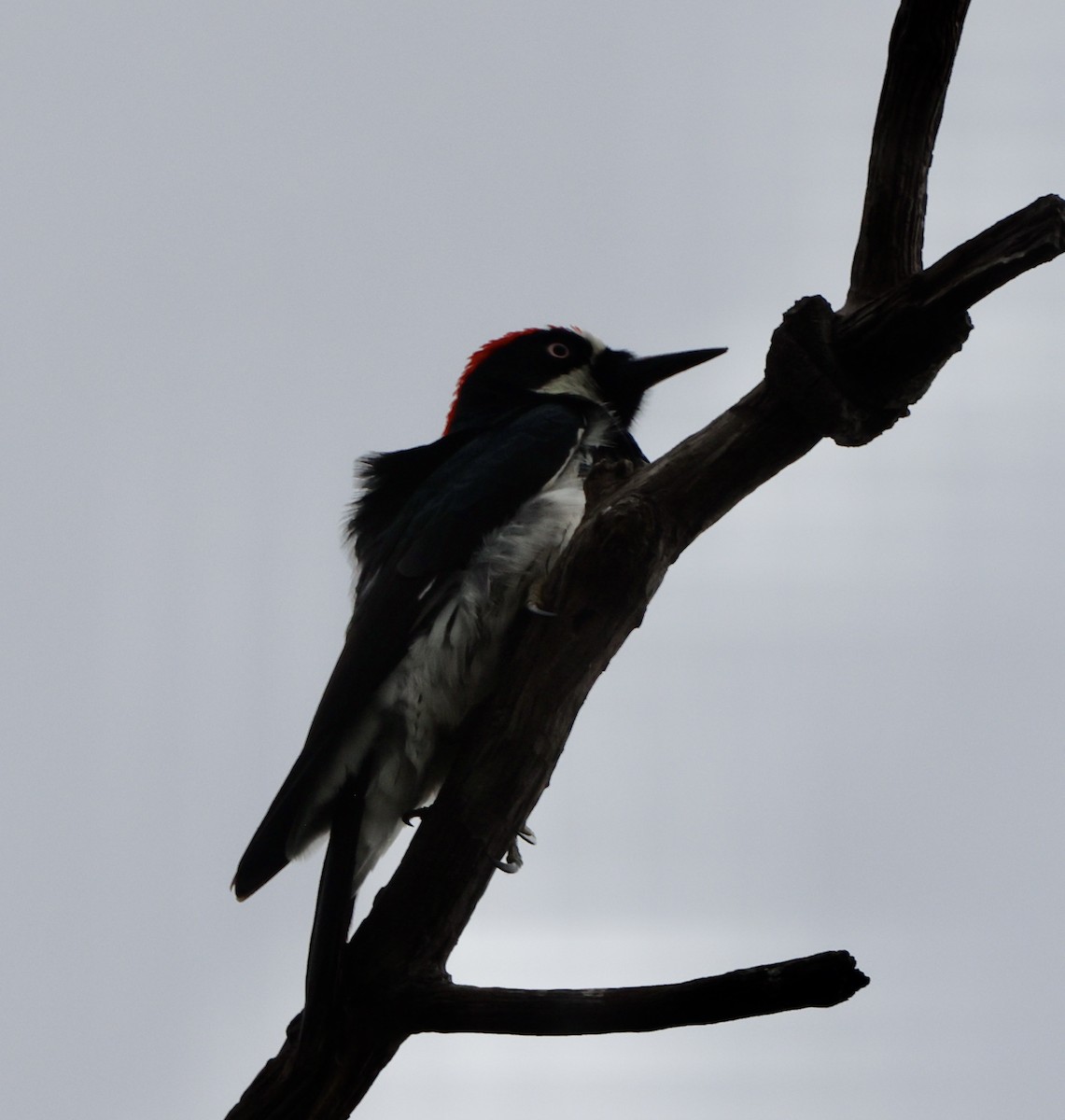 Acorn Woodpecker - ML645495713