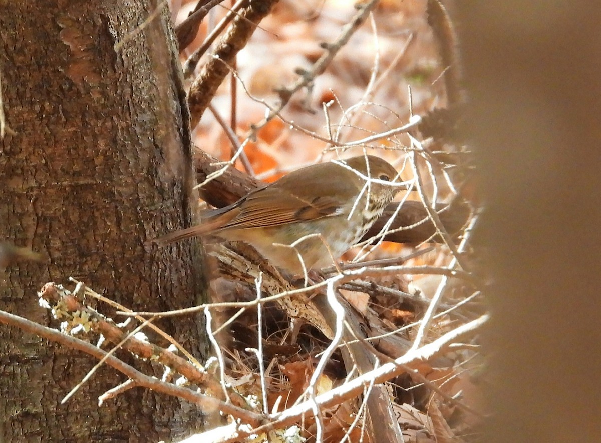 Zorzalito Colirrufo - ML645495714