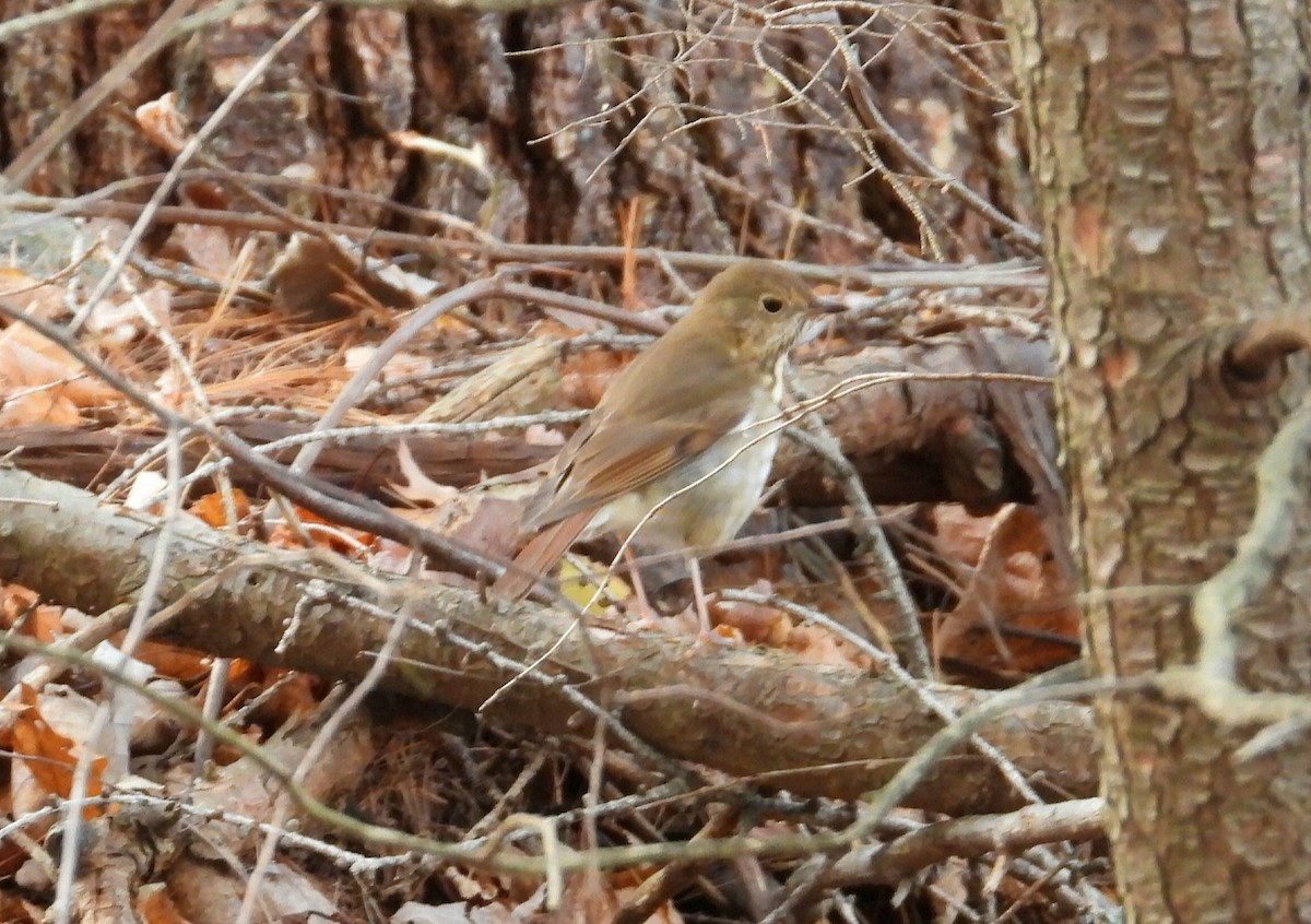 Zorzalito Colirrufo - ML645495715