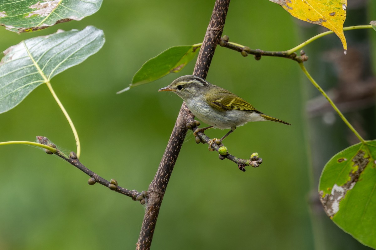Mosquitero de Claudia - ML645495716