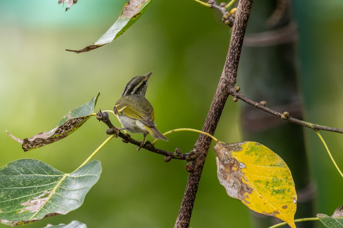 Mosquitero de Claudia - ML645495717