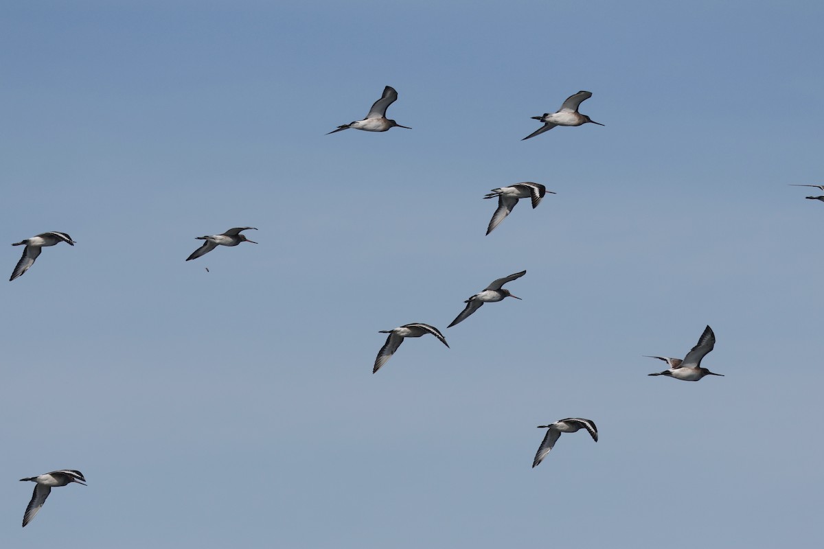 Aguja Colinegra - ML645495718