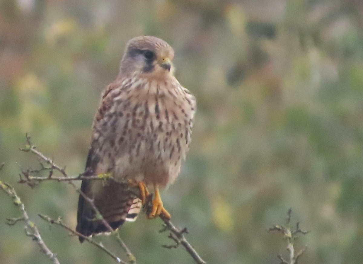 Cernícalo Vulgar - ML645495720