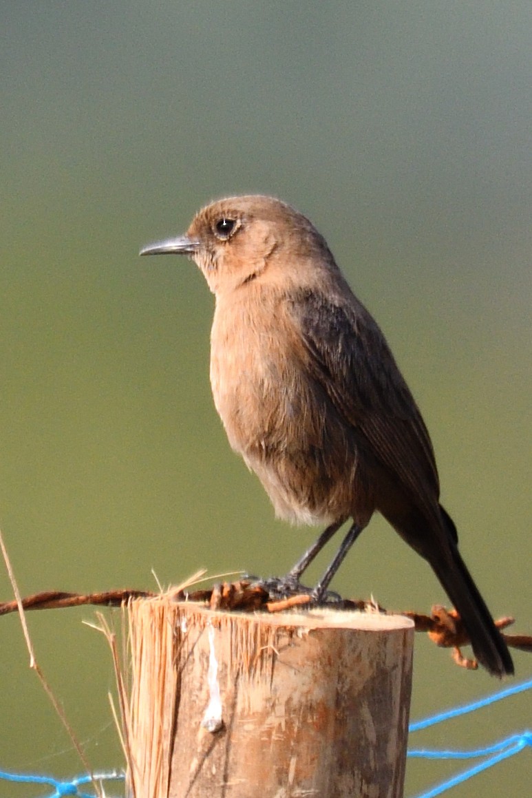 Brown Rock Chat - ML645495729