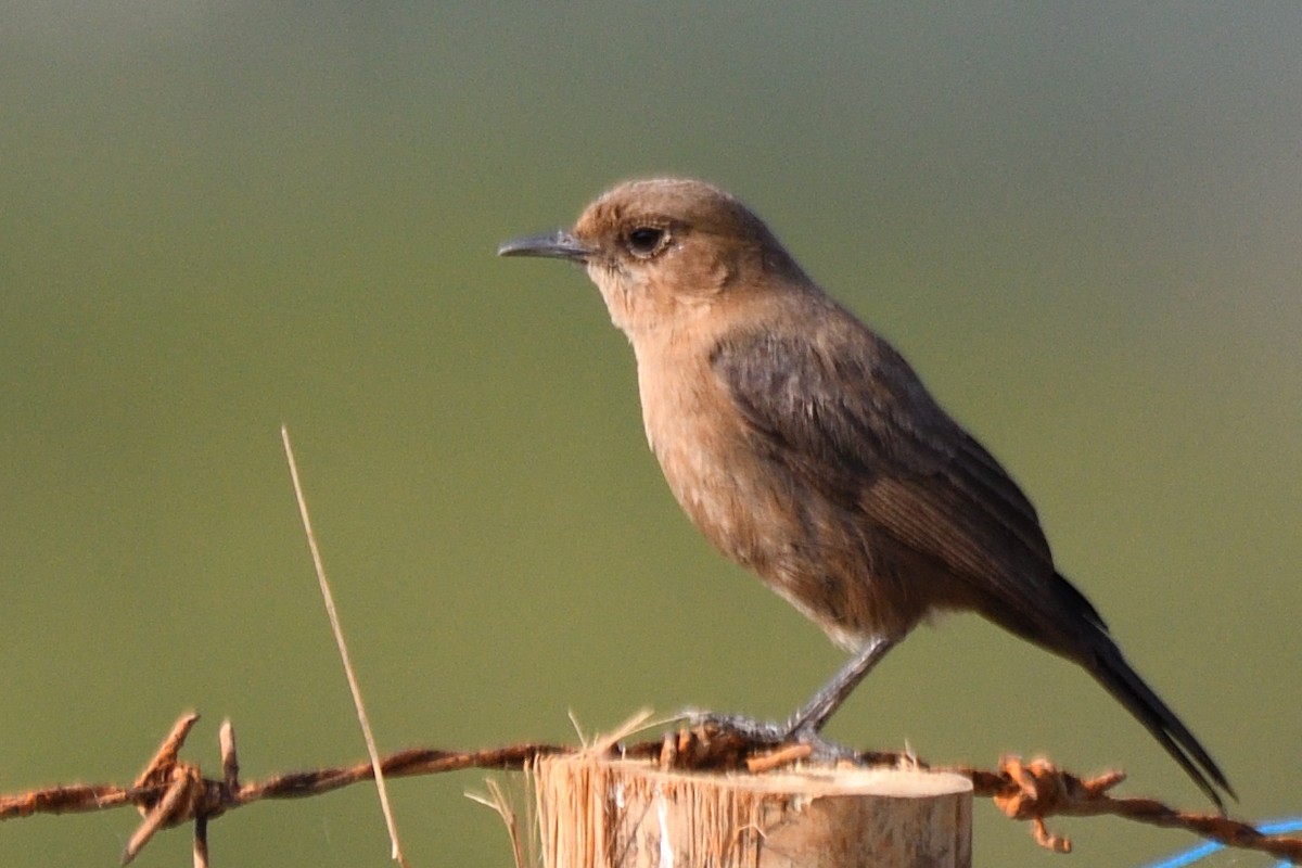 Brown Rock Chat - ML645495730