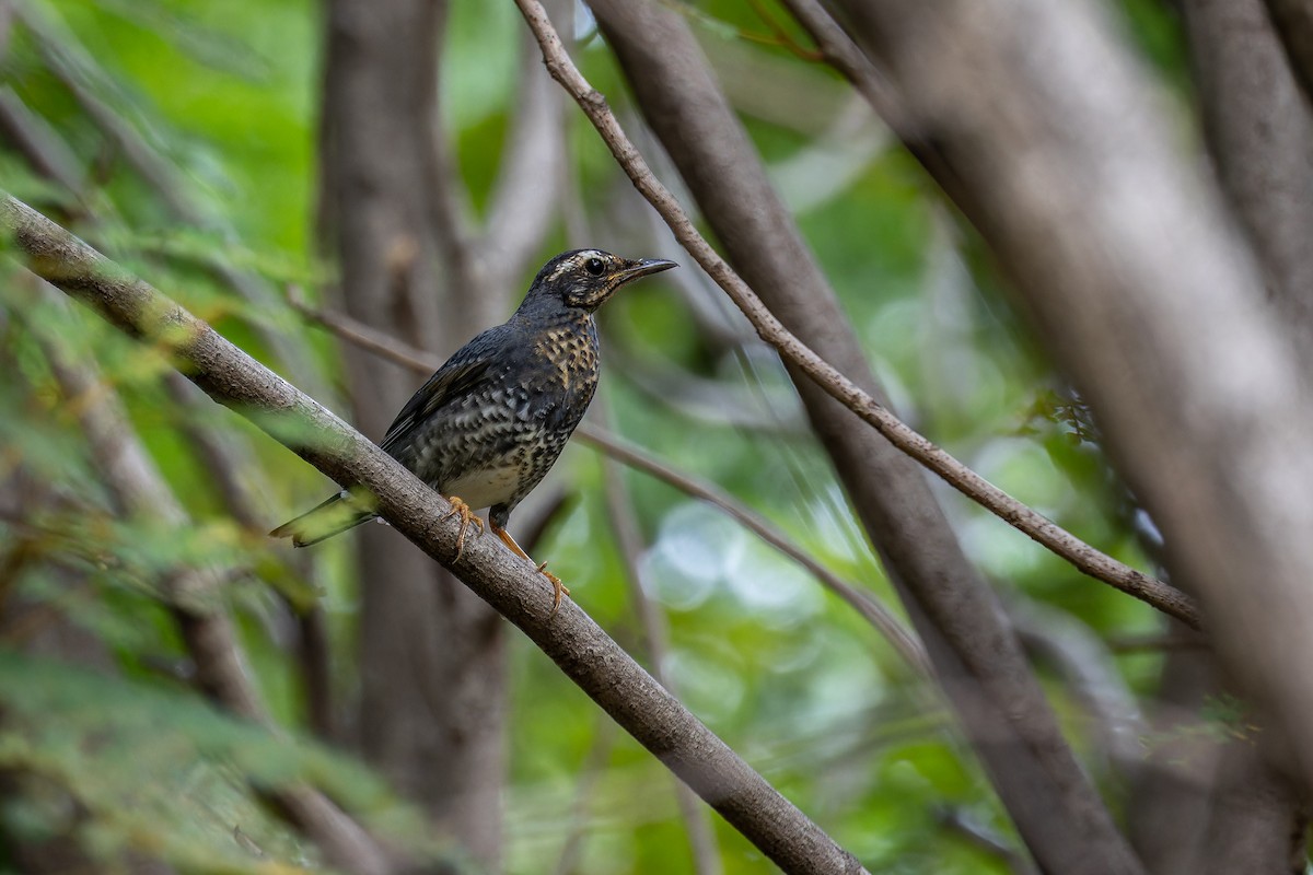 Siberian Thrush (Continental) - ML645495732