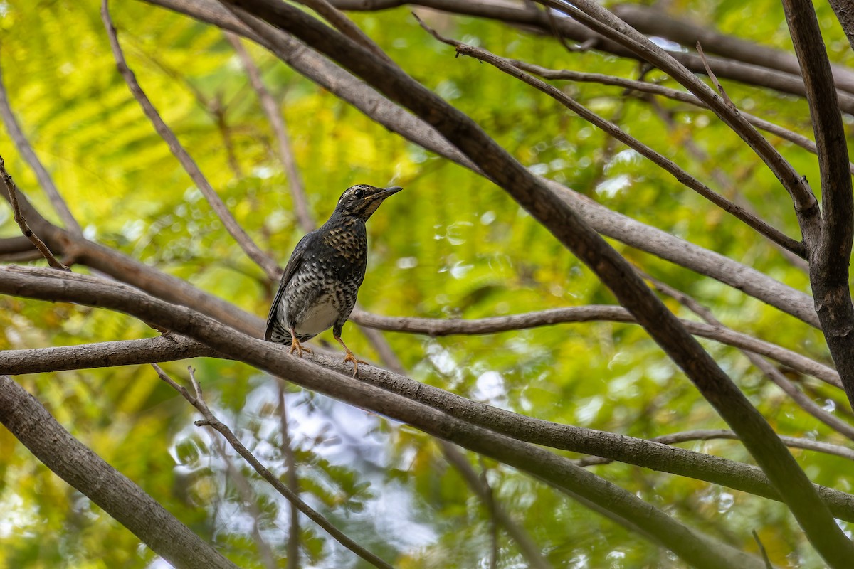 Siberian Thrush (Continental) - ML645495733