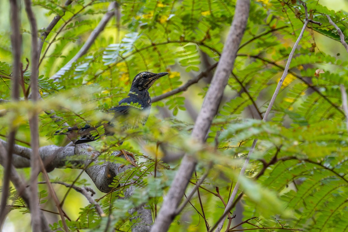Siberian Thrush (Continental) - ML645495734