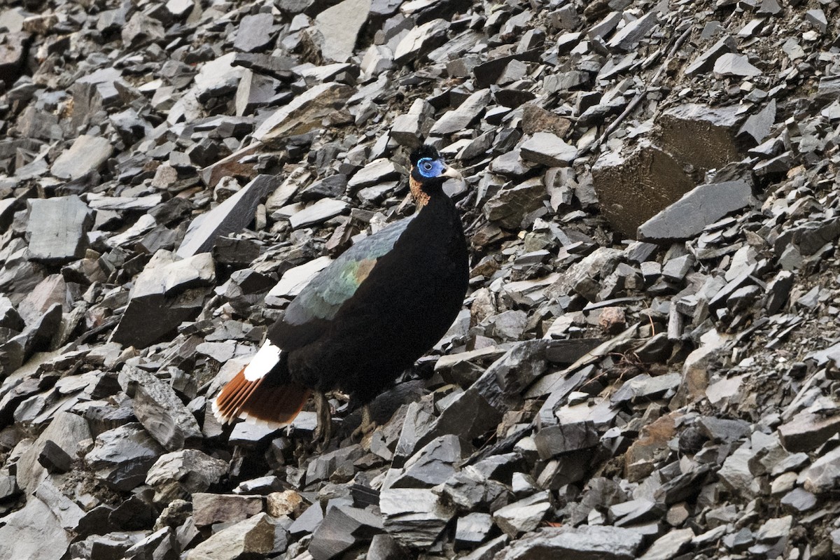 Sclater's Monal (Band-tailed) - ML645495735