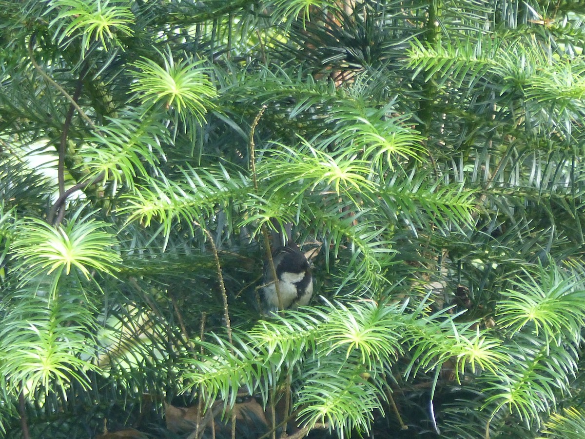 Asian Tit - ML645495736