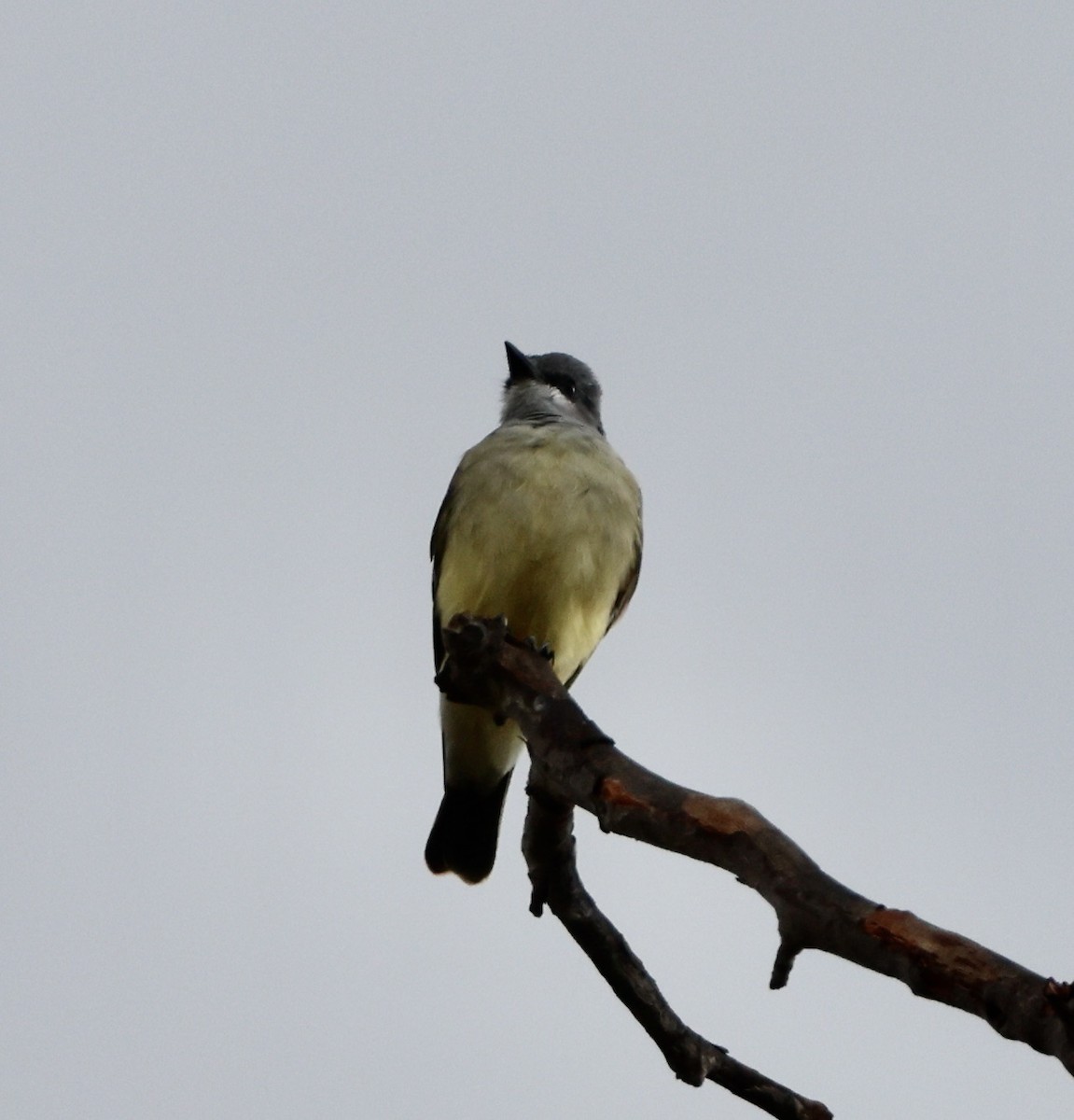 Cassin's Kingbird - ML645495738