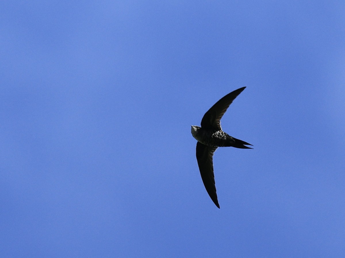 Dark-rumped Swift - ML645495742