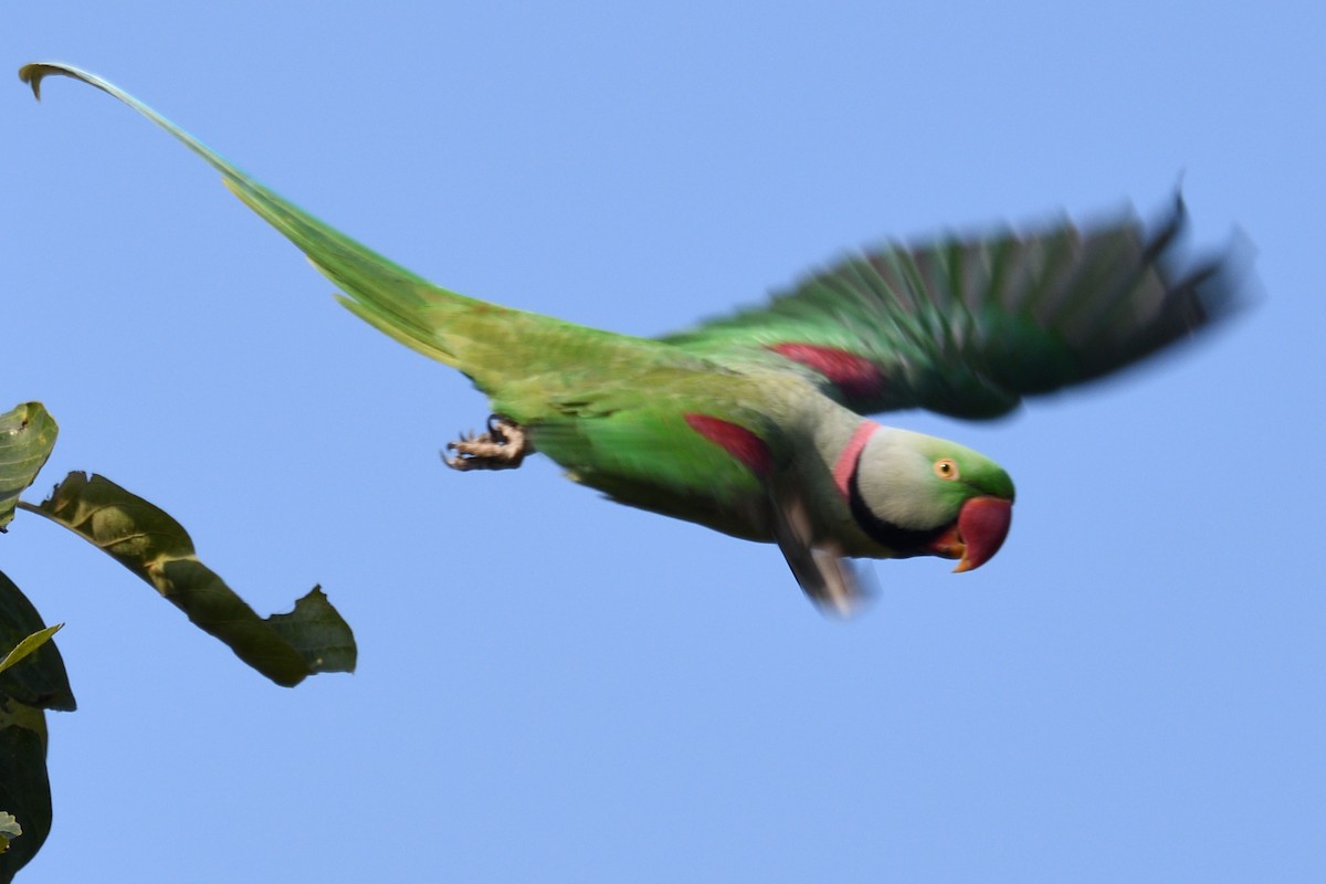 Alexandrine Parakeet - ML645495746