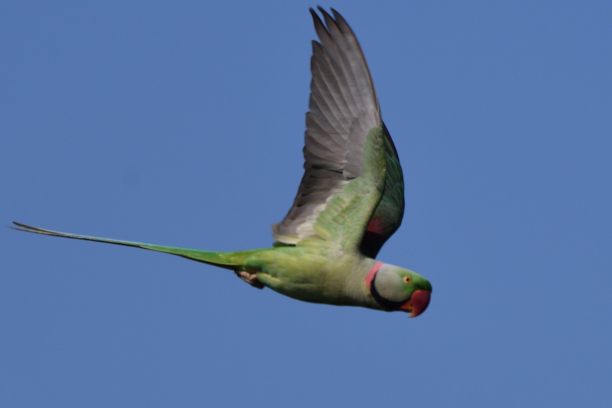 Alexandrine Parakeet - ML645495747