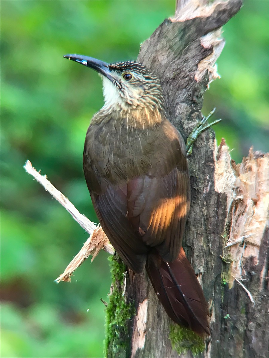 White-throated Woodcreeper - ML645495749