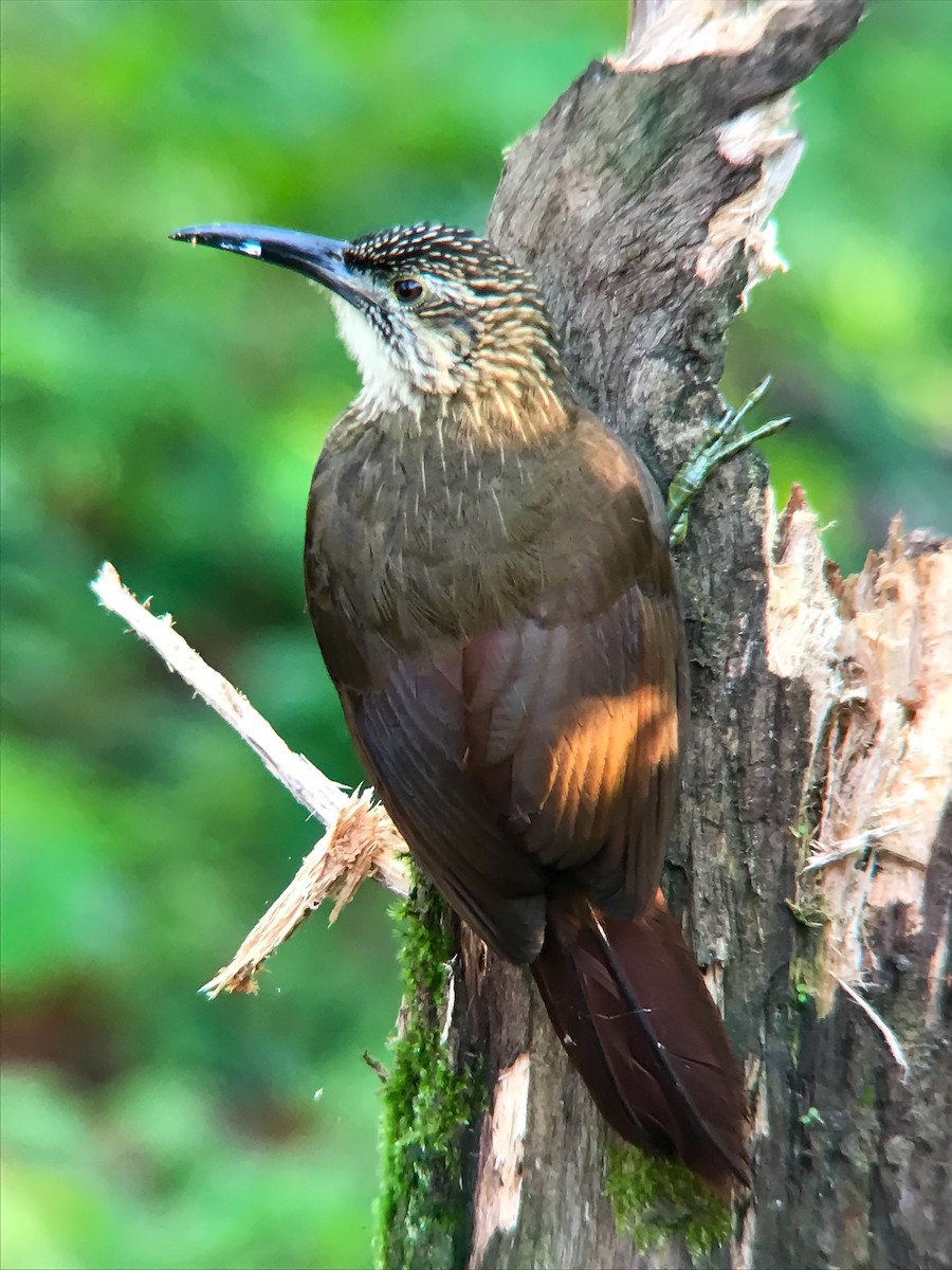 White-throated Woodcreeper - ML645495750