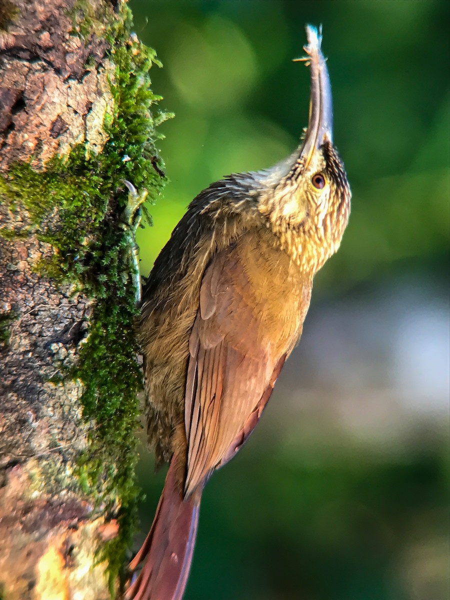White-throated Woodcreeper - ML645495751
