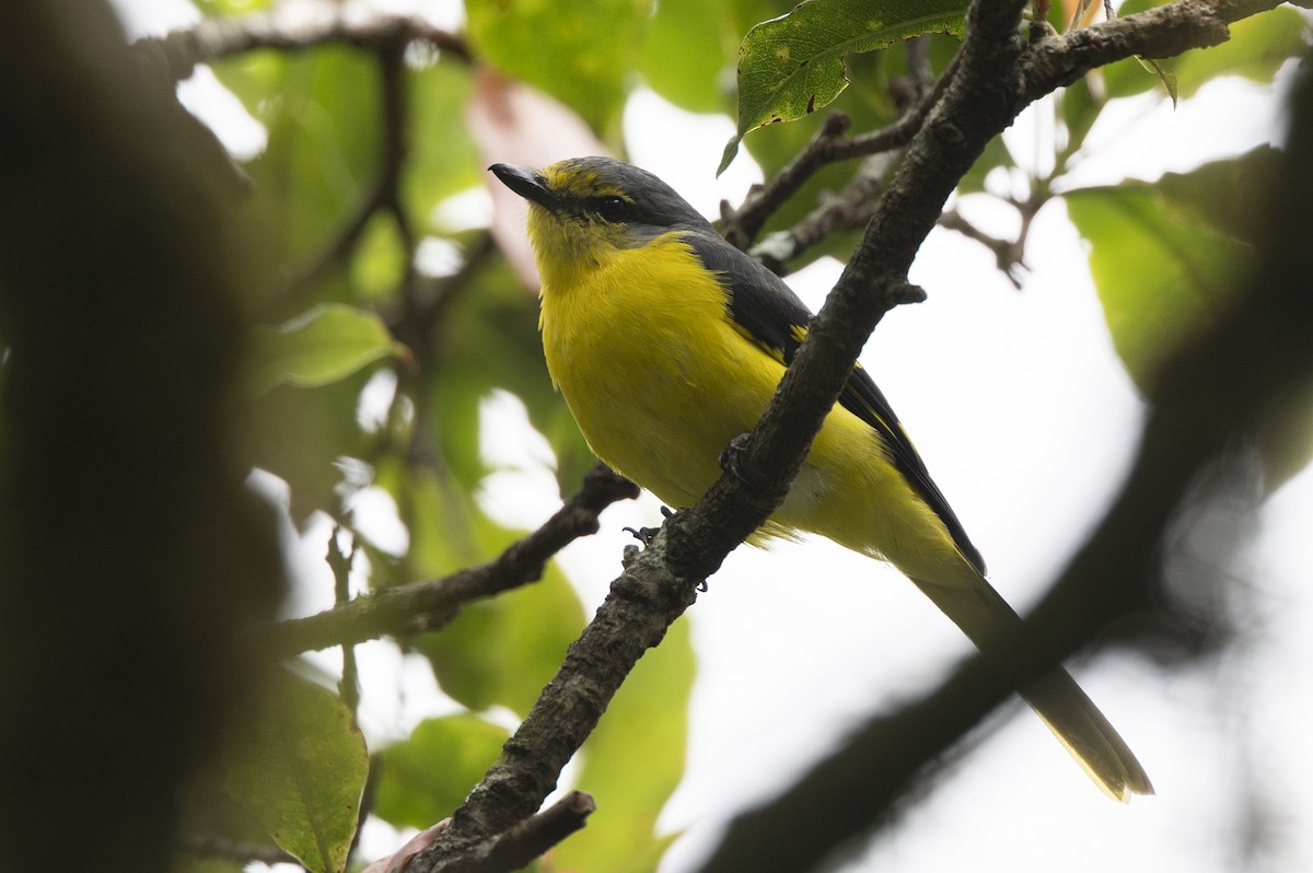 Orange Minivet - ML645495753