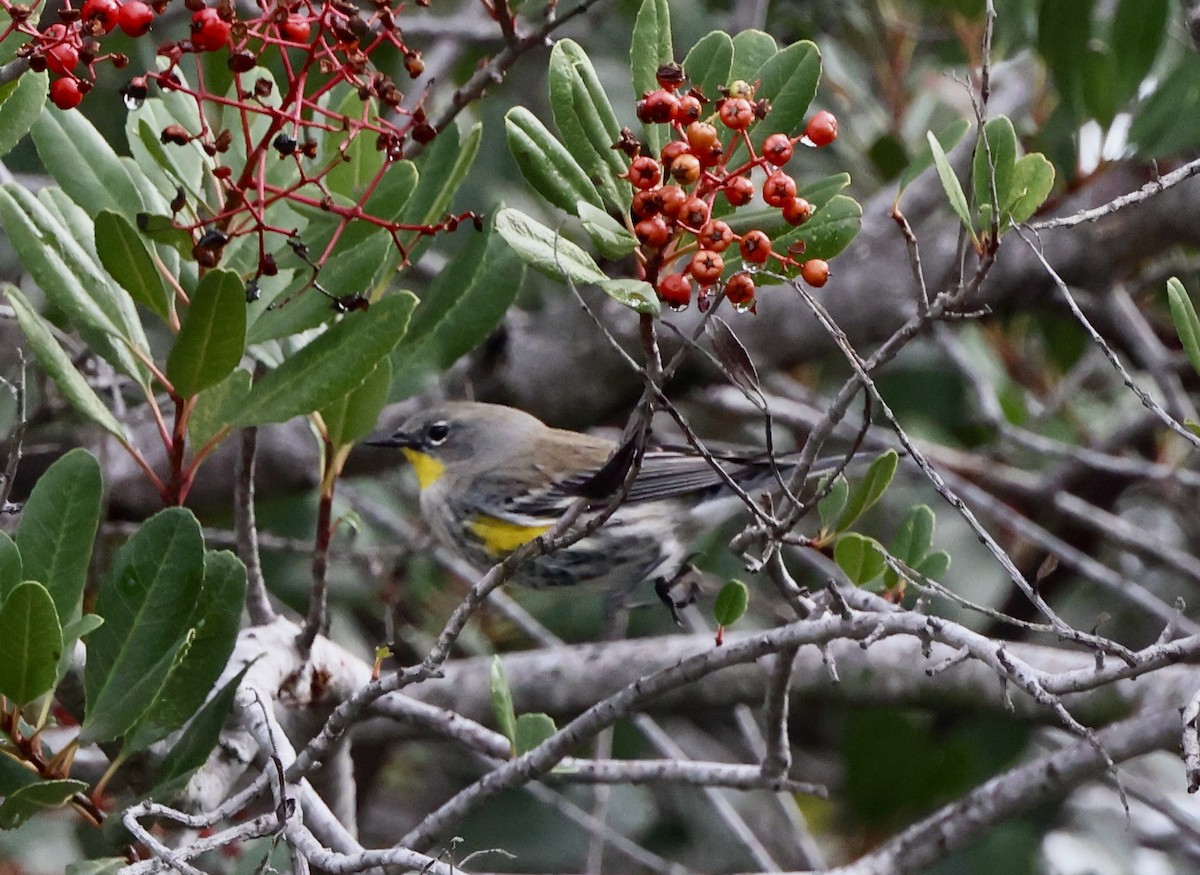 Yellow-rumped Warbler - ML645495756