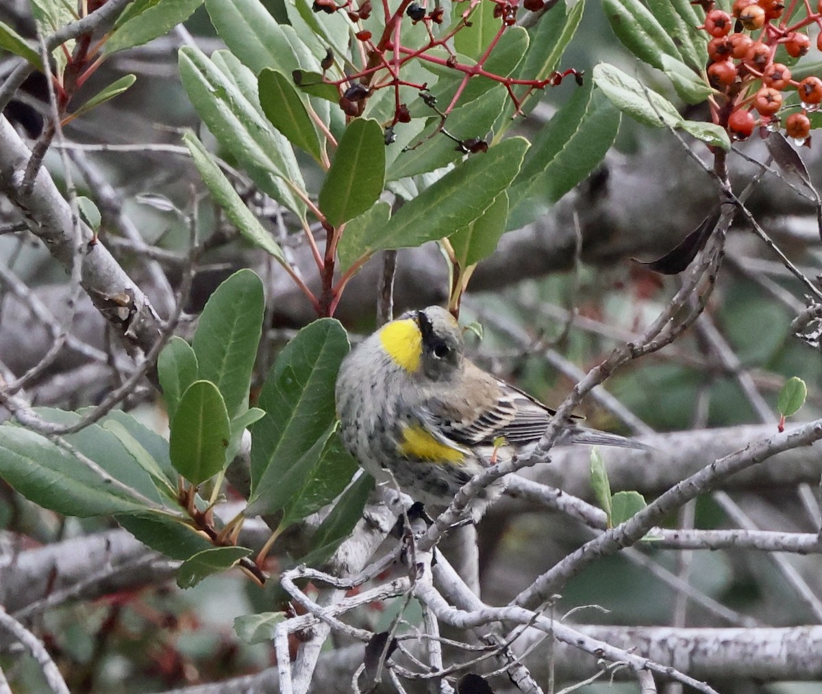 Yellow-rumped Warbler - ML645495757