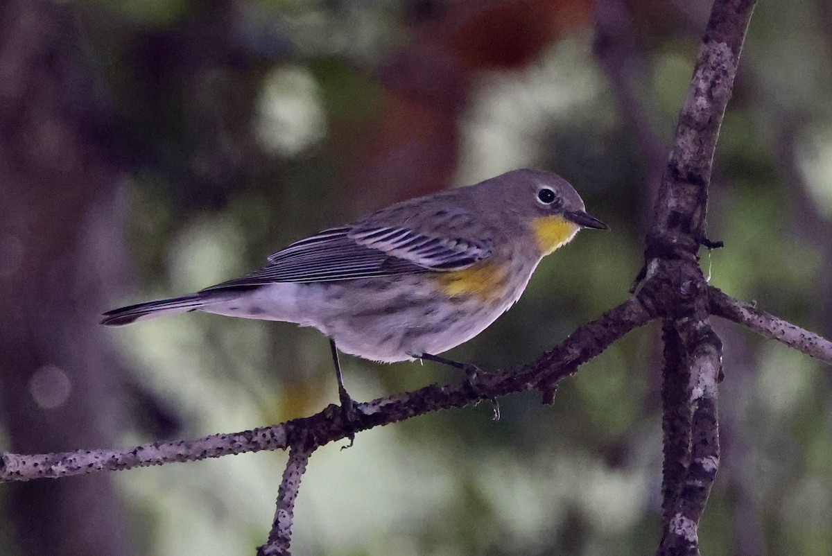 Yellow-rumped Warbler - ML645495758