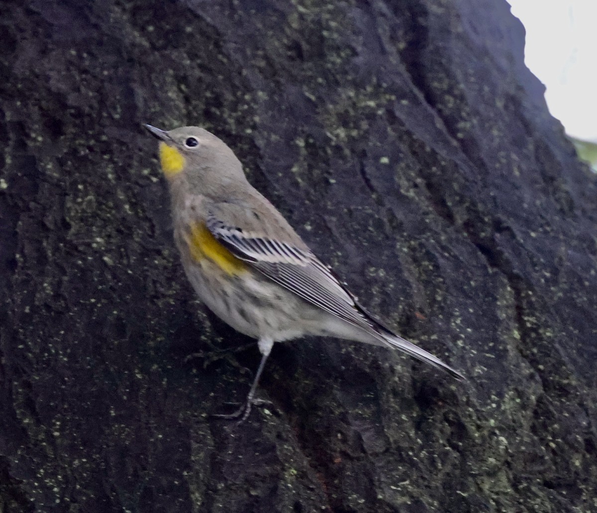 Yellow-rumped Warbler - ML645495759