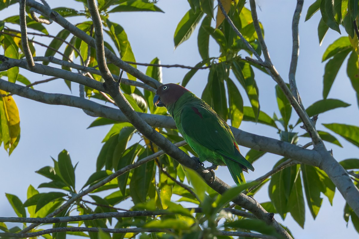 Red-cheeked Parrot - ML645495761