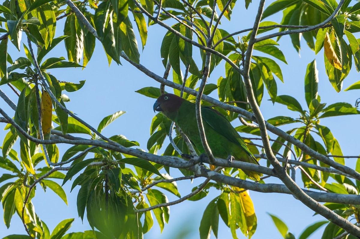 Red-cheeked Parrot - ML645495762