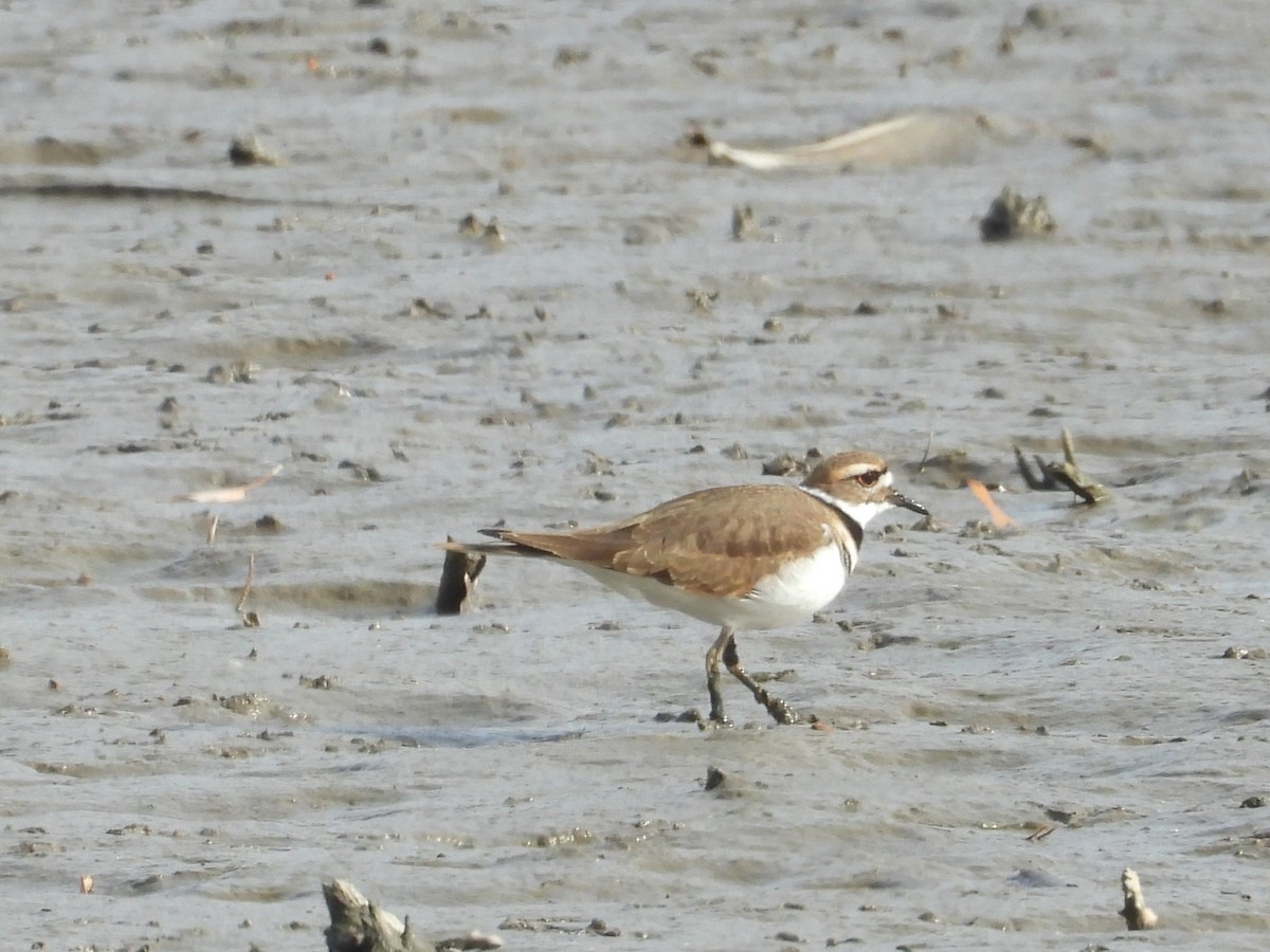 Killdeer - ML645495763