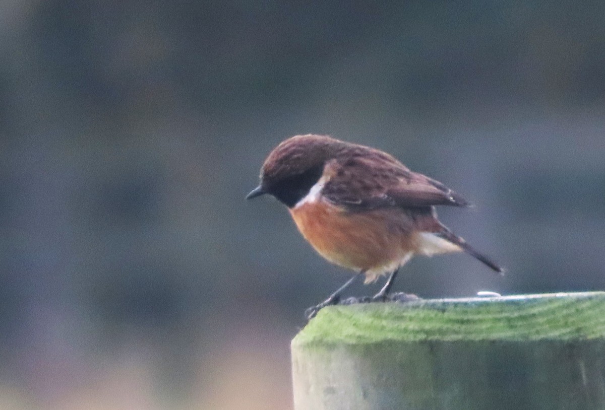 European Stonechat - ML645495764
