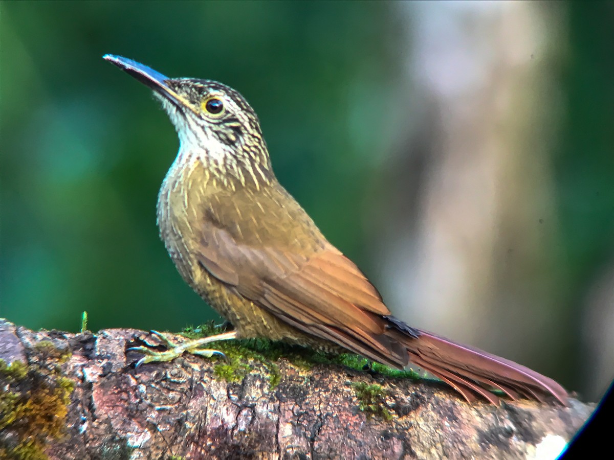 Planalto Woodcreeper - ML645495766
