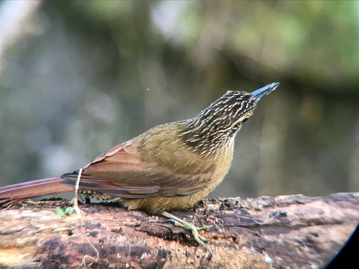 Planalto Woodcreeper - ML645495767