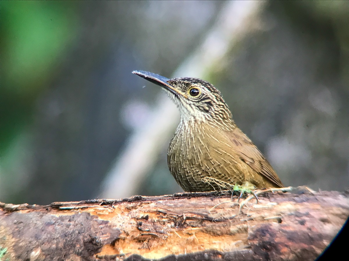 Planalto Woodcreeper - ML645495768