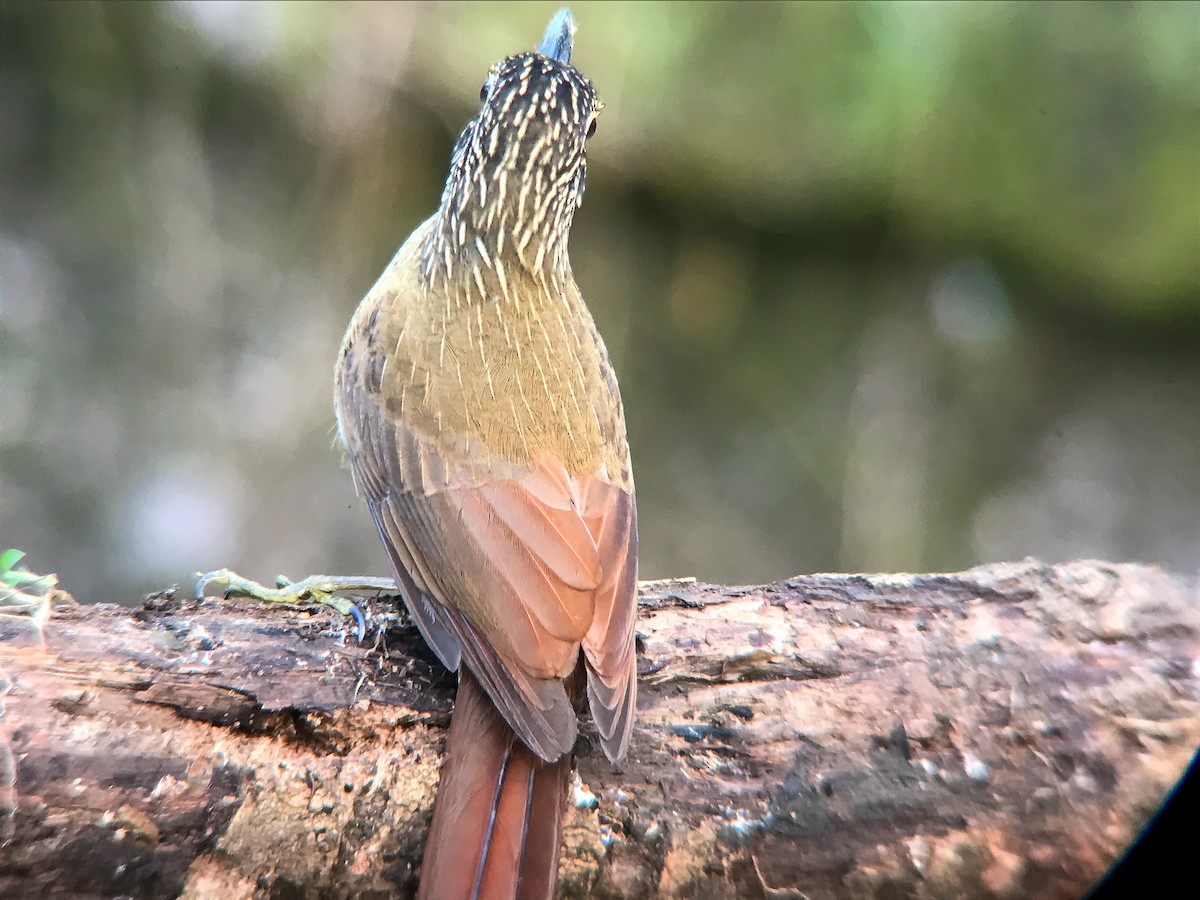 Planalto Woodcreeper - ML645495769